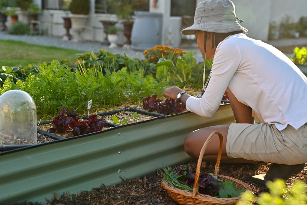 Tropical Off-Grid Homesteading Challenges and Tips