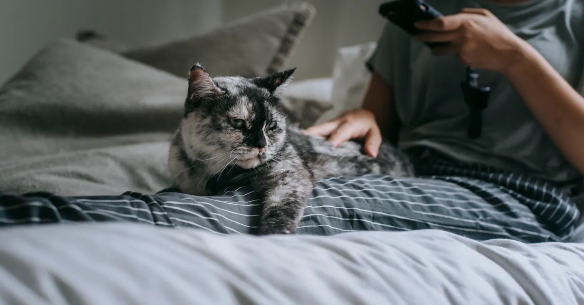 Smart Home Devices That Simplify Pet Care &mdash; automated home maintenance for pet owners